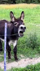 This content for evryoneAnimals That Will Make You Laugh Nonstop!” “Funniest Animal Moments Caught on Camera!” “Try Not to Laugh – Hilarious Animal Fails Compilation!” “Cute and Funny Animals Doing Crazy Things!” “Ultimate Funny Pets Compilation 2025” “La