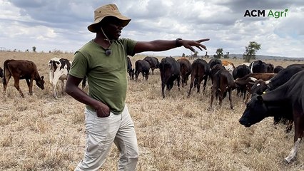 Kenyan researchers track success of slick genetics