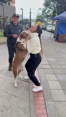 Funny Pup Reunites With Owner After 2 Years | Emotional & Hilarious!