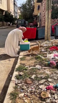 Daily Routine: Kind Woman Feeds and Cares for Street Cats (Heartwarming Rescue)