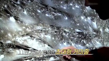 "영화 에일리언에서 본 듯"...현실판 초대형 거미줄 발견 [앵커리포트] / YTN