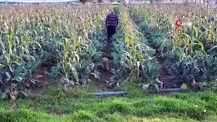 Çiftçi ile tilkinin sıra dışı dostluğu: Serasını koruyan tilkiyi et ve dönerle besliyor