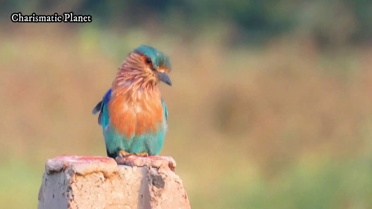Indian Roller in Evening Light