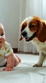 Dog Bursts With Excitement at Sight of His Baby Brother Crawling