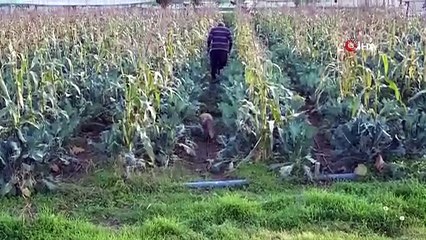 Amasya’da sıradışı dostluk: Çiftçi sera korucusu tilkiyi besliyor