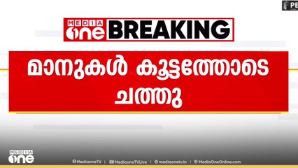 തൃശൂർ പാർക്കിൽ മാനുകൾ കൂട്ടത്തോടെ ചത്തു; ഇന്നലെ ചത്തത് പത്ത് മാനുകൾ