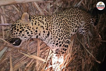 गौरहा बीट में मिला तेंदुए का शव, 20 दिन में दूसरी मौत, शिकार या हादसा - देखें वीडियो