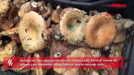 Senede bir kere çıkıyor! Para kaynağı oldu: Kilosu 500 liradan başladı