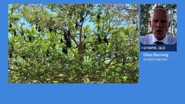 Council considers property buyback scheme due to bat colony