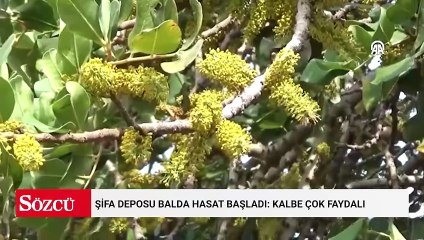 Şifa deposu balda hasat başladı: Kalbe çok faydalı