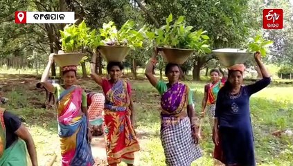 କୋରାପୁଟ ପରେ କେନ୍ଦୁଝର : ବାଂଶପାଳରେ 50 ହେକ୍ଟର ଜମିରେ କଫି ଚାଷ, ଦୂର ହେବ ଦାଦନ ସମସ୍ୟା