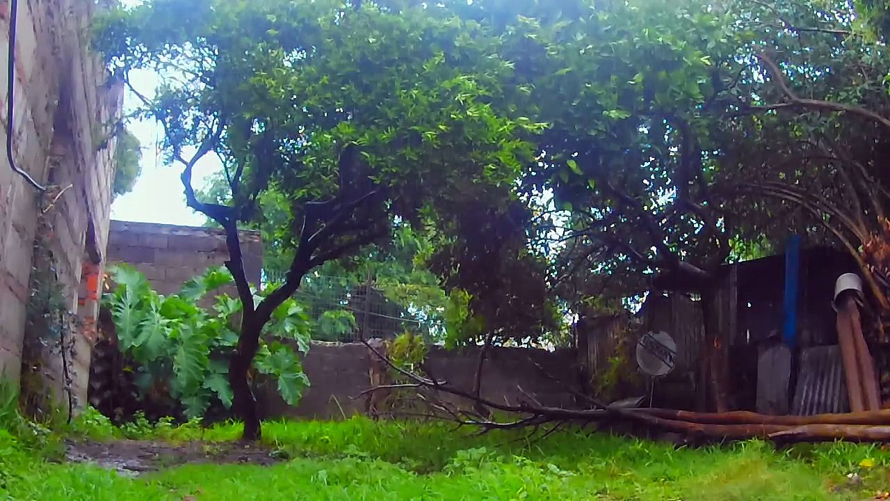 Todo el día lluvia sin parar - Los perritos bajo agua - Tacuarembó 07/11/2025