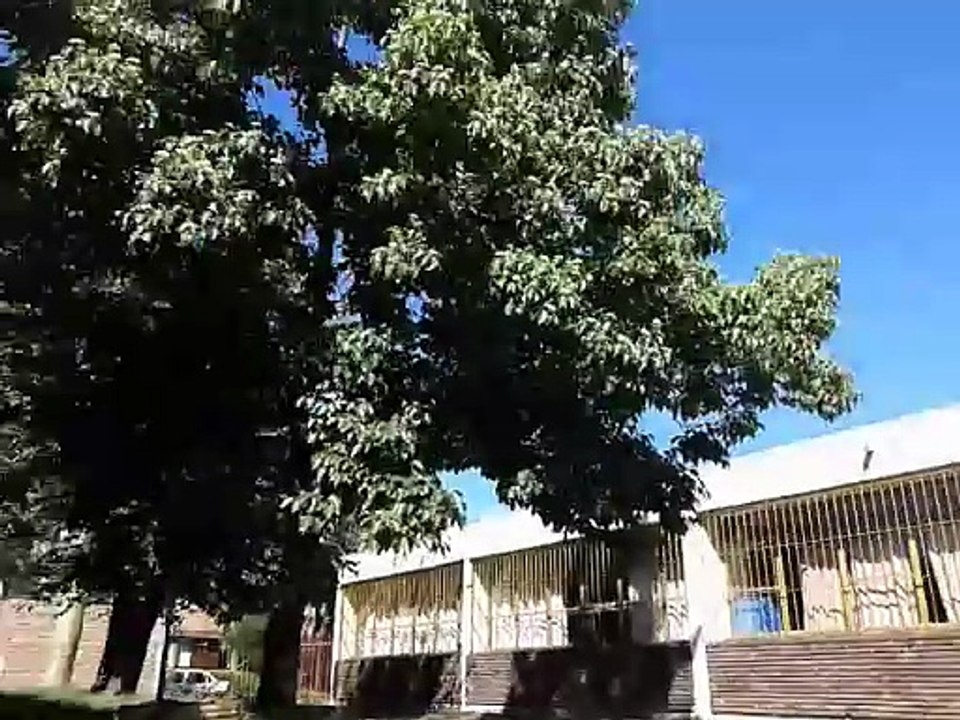 Tranqui, tomando mate en el patio de la UTU de Tacuarembó (15/12/2016)