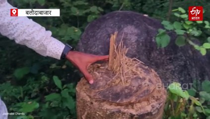 सोनाखान जंगल लूट का सच : डीएफओ गणवीर धम्मशील ने बताया भ्रामक, कटे ठूठ ने दी गवाही, क्योंकि कैमरा कभी झूठ नहीं बोलता