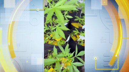 Táticas de Esconderijo: Cultivo de Maconha em Ambiente Doméstico Controlado e Apreensões de Drogas em Abreu e Lima