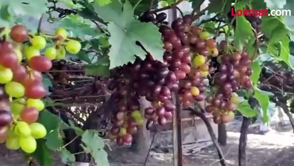 आपत्तीपासून संरक्षणासाठी द्राक्ष बागांना आच्छादन,नाशिक जिल्ह्यातील द्राक्ष उत्पादक