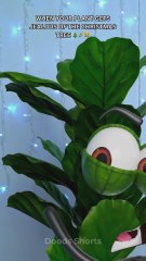 The Christmas tree took my plant’s spotlight 🌿🎄💔😂 #funny #animation