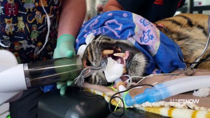 Secrets of the Zoo: Down Under - Season 6 Episode 2 - Toothless Tiger