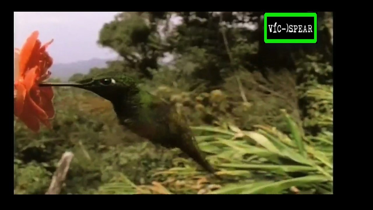La Vida de las Aves: Señales y Canciones - Documental 1998 - Español Latino - Episodio 6
