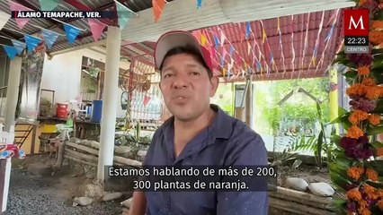 Inundaciones dejan graves pérdidas citrícolas en Álamo