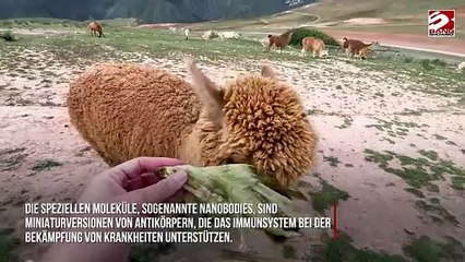 Lama- und Kamelblut könnte helfen, Gehirnerkrankungen zu heilen