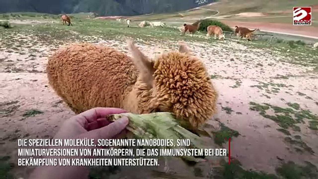 Lama- und Kamelblut könnte helfen, Gehirnerkrankungen zu heilen