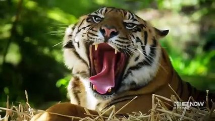 Secrets of the Zoo: Down Under - Season 6 Episode 2 - Toothless Tiger