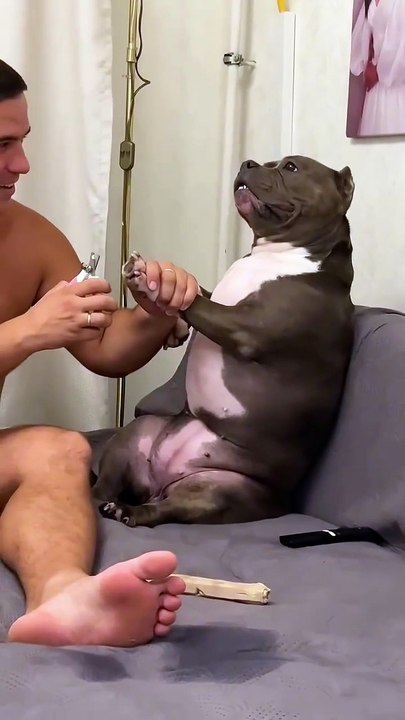 cachorro tramatico