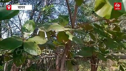 ओशो हिल्स से पीएम मोदी को भेजा जाएगा पत्र, ओशो के नाम पर डाट टिकट की मांग