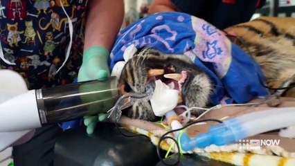 Secrets of the Zoo Down Under Season 6 Episode 2