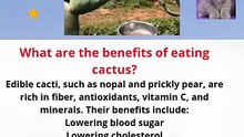 What are the benefits of eating cactus