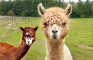 Llama and camel blood could help cure brain disorders