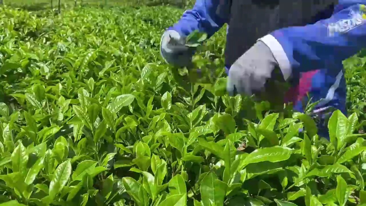 Traditional Indonesian Tea Processing