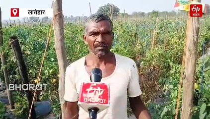 लातेहार में इस किसान की बदली किस्मत, टपक सिंचाई योजना से मालामाल हुआ टमाटर किसान