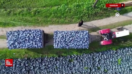 Samsun'da  kırmızı lahana hasadı başladı