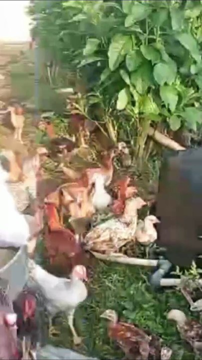 Feeding the chicken before go to school