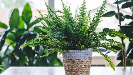 11 Houseplants That Can Live 50+ Years