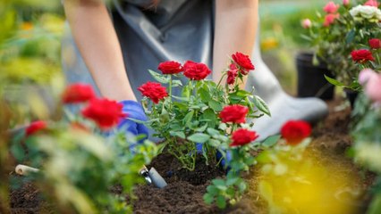 Do These 10 Gardening Tips And Watch Your Roses Explode With Vibrant Blooms