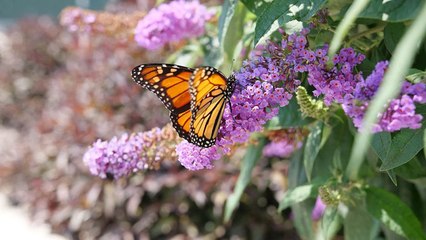 10 Nectar-Rich Flowers That Attract Bees, Butterflies, and Hummingbirds