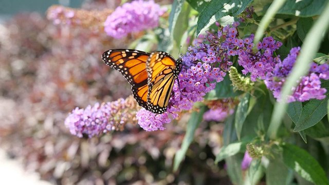 10 Nectar-Rich Flowers That Attract Bees, Butterflies, and Hummingbirds