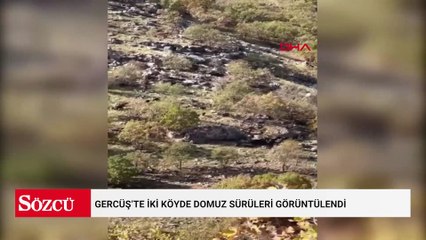 Gercüş’te iki köyde domuz sürüleri görüntülendi