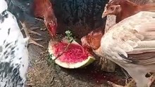 Watermelon for the chicken