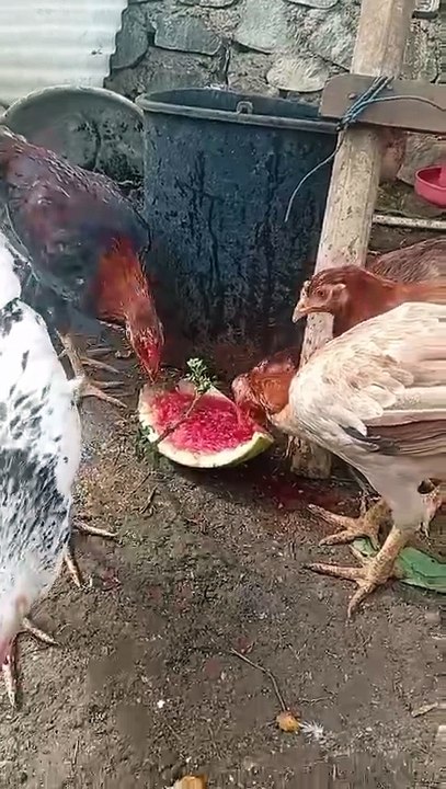 Watermelon for the chicken
