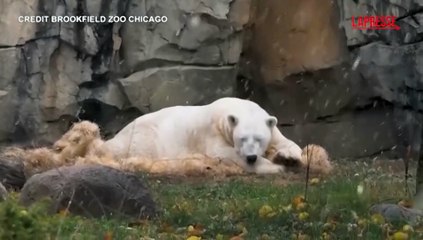 Gli animali dello zoo di Brookfield assistono alla prima nevicata della stagione