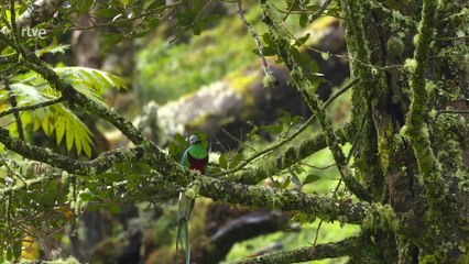 Bolivia , Lago Titicaca y el altiplano andino