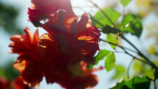 Rote Rosen 4240 folge