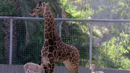 Giraffes Can Be Trained to Weigh Themselves on Special Scales