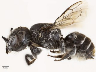 Neue Art: Wildbiene mit Teufelshörnern in Australien entdeckt
