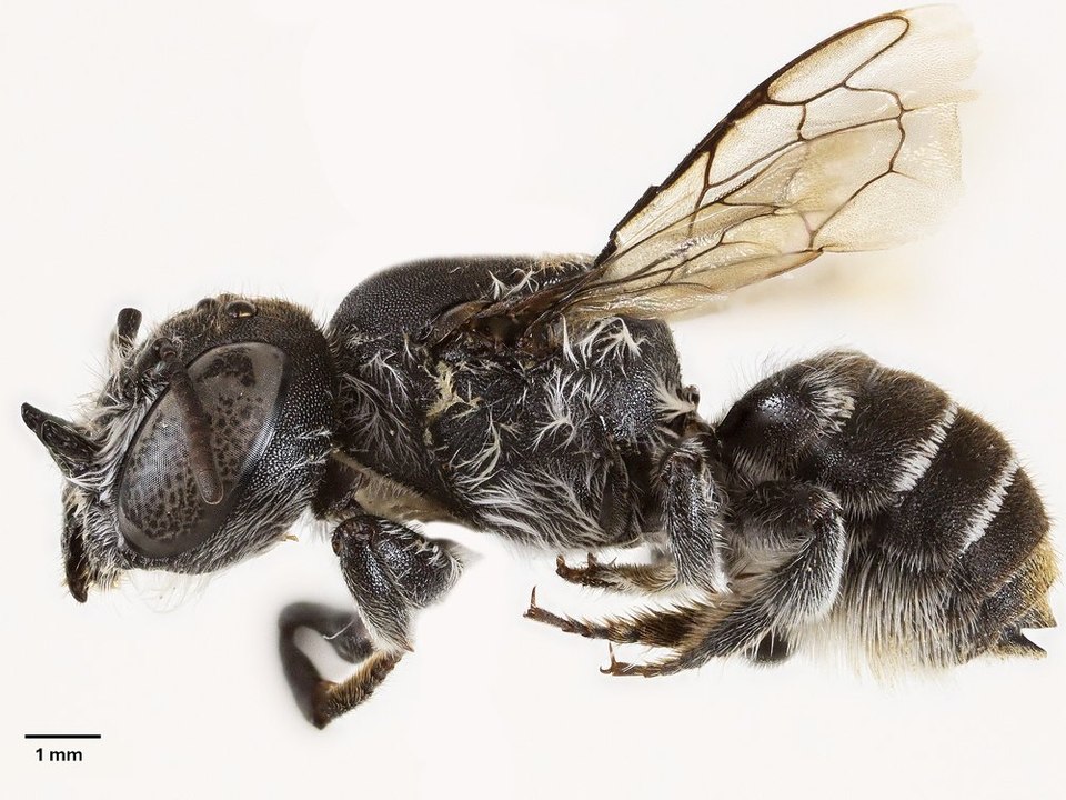 Neue Art: Wildbiene mit Teufelshörnern in Australien entdeckt