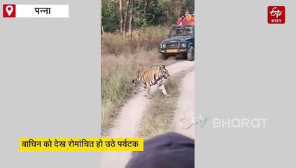 पन्ना में जिप्सी के आगे-आगे चलती दिखी बाघिन, पर्यटक हुए रोमांचित, देखें वीडियो